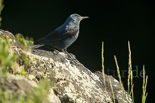 Blaumerle (Monticola solitarius)