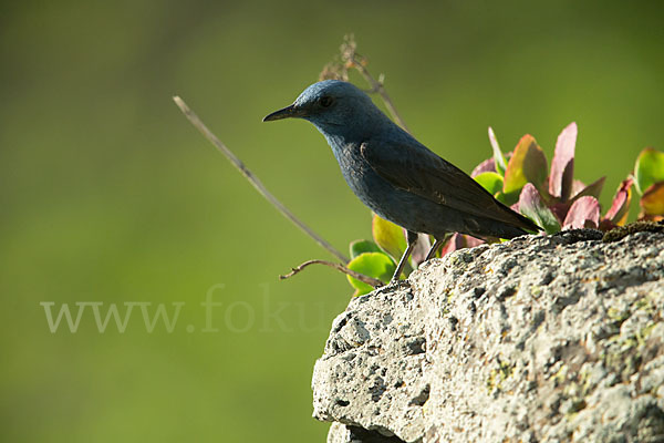 Blaumerle (Monticola solitarius)