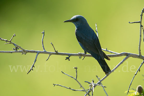 Blaumerle (Monticola solitarius)