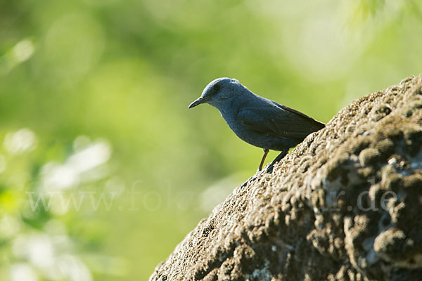 Blaumerle (Monticola solitarius)