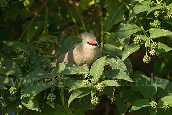 Blaunacken-Mausvogel (Urocolius macrourus)