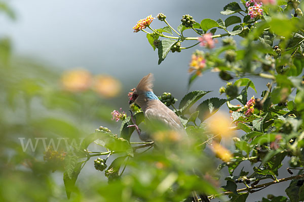 Blaunacken-Mausvogel (Urocolius macrourus)