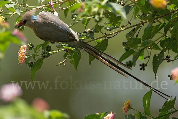 Blaunacken-Mausvogel (Urocolius macrourus)