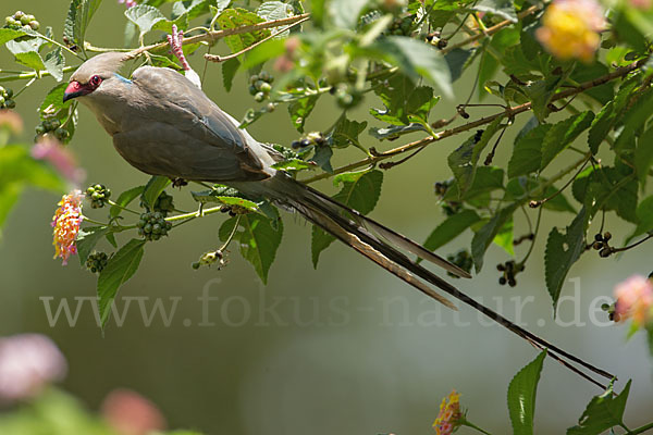 Blaunacken-Mausvogel (Urocolius macrourus)