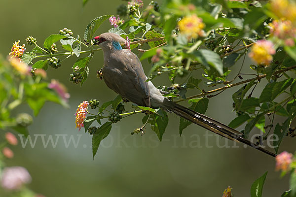 Blaunacken-Mausvogel (Urocolius macrourus)