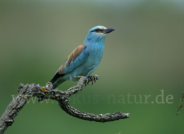 Blauracke (Coracias garrulus)