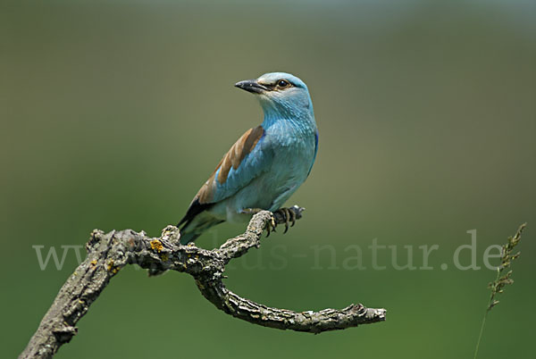 Blauracke (Coracias garrulus)