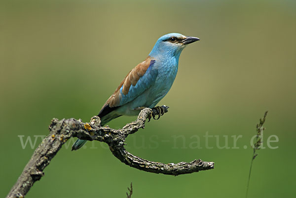 Blauracke (Coracias garrulus)