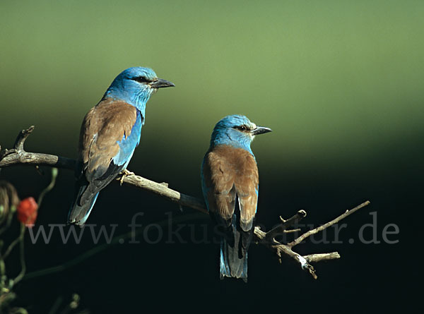 Blauracke (Coracias garrulus)
