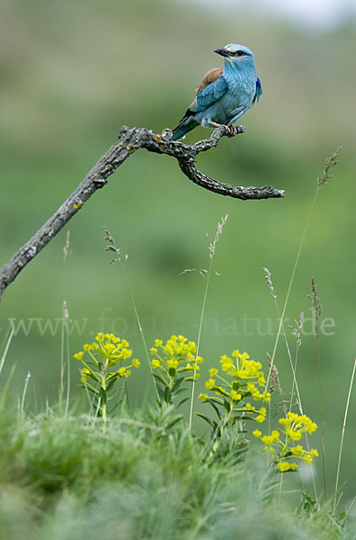 Blauracke (Coracias garrulus)