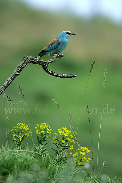 Blauracke (Coracias garrulus)