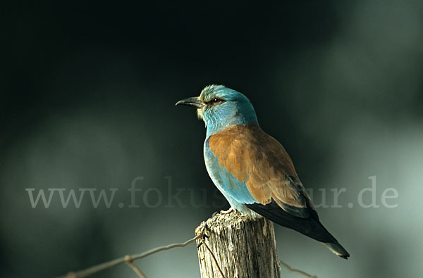 Blauracke (Coracias garrulus)