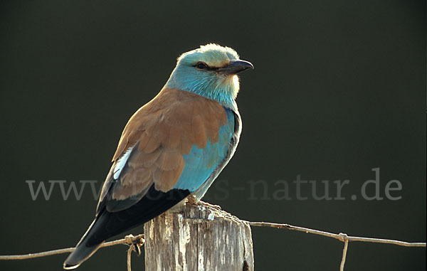 Blauracke (Coracias garrulus)