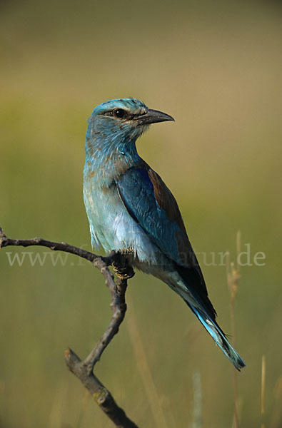 Blauracke (Coracias garrulus)