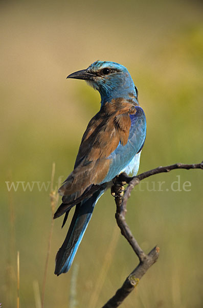 Blauracke (Coracias garrulus)