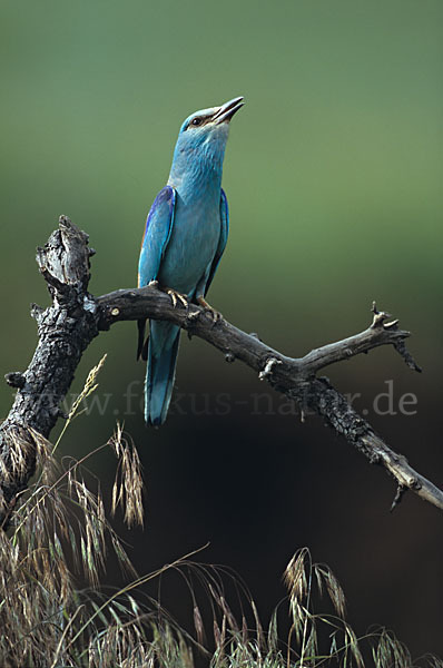 Blauracke (Coracias garrulus)