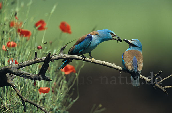 Blauracke (Coracias garrulus)