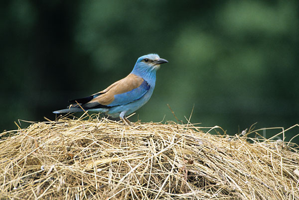 Blauracke (Coracias garrulus)