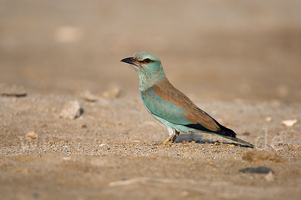 Blauracke (Coracias garrulus)