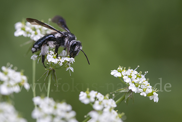 Blauschillernde Erdbiene (Andrena agilissima)