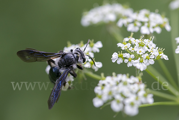 Blauschillernde Erdbiene (Andrena agilissima)