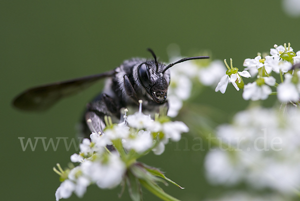 Blauschillernde Erdbiene (Andrena agilissima)