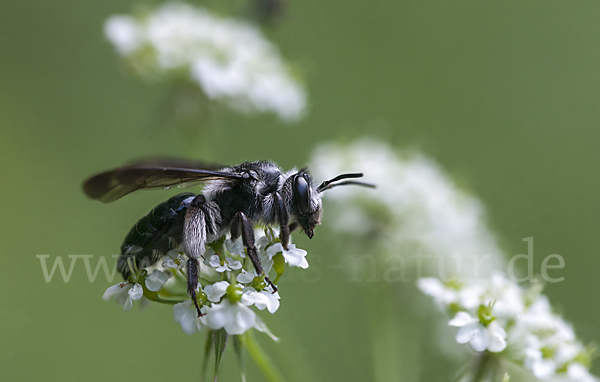 Blauschillernde Erdbiene (Andrena agilissima)