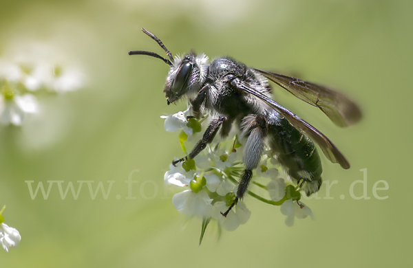 Blauschillernde Erdbiene (Andrena agilissima)