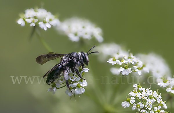 Blauschillernde Erdbiene (Andrena agilissima)