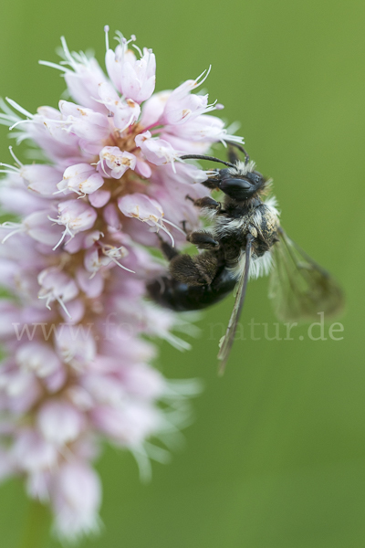 Blauschillernde Erdbiene (Andrena agilissima)