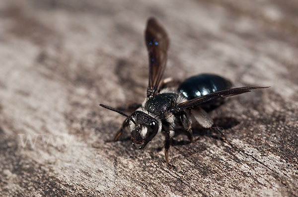 Blauschillernde Erdbiene (Andrena agilissima)