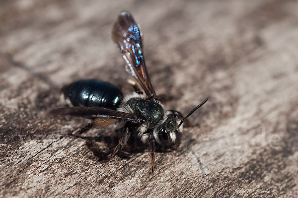 Blauschillernde Erdbiene (Andrena agilissima)