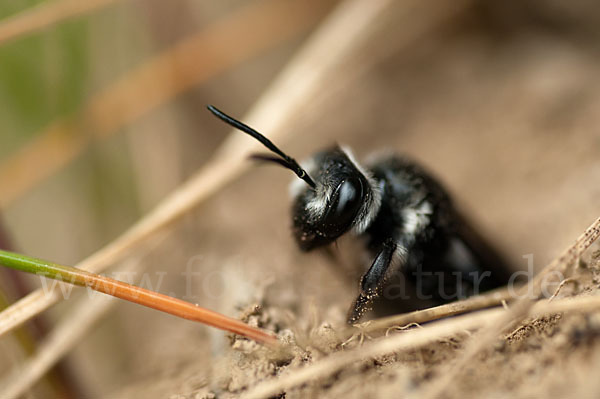 Blauschillernde Erdbiene (Andrena agilissima)