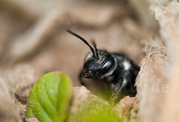 Blauschillernde Erdbiene (Andrena agilissima)