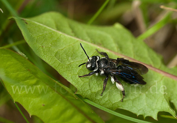 Blauschillernde Erdbiene (Andrena agilissima)