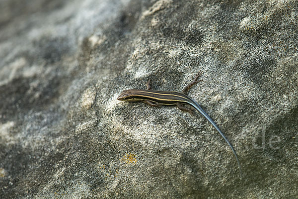 Blauschwanzskink (Mabuya quinquetaeniata)