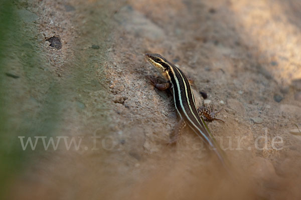 Blauschwanzskink (Mabuya quinquetaeniata)