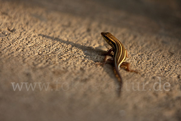 Blauschwanzskink (Mabuya quinquetaeniata)