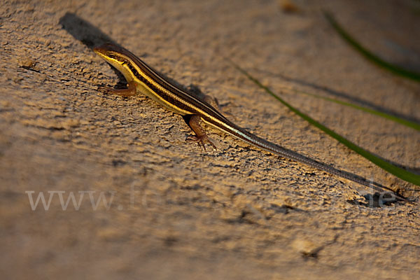 Blauschwanzskink (Mabuya quinquetaeniata)