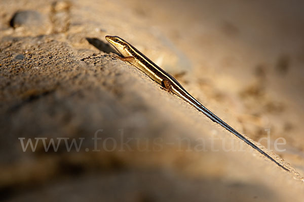 Blauschwanzskink (Mabuya quinquetaeniata)