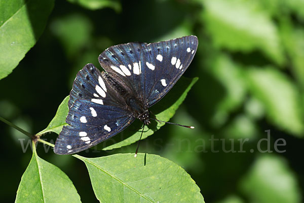 Blauschwarzer Eisvogel (Limenitis reducta)