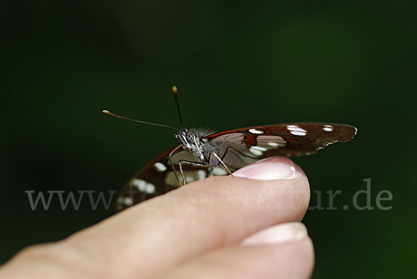 Blauschwarzer Eisvogel (Limenitis reducta)