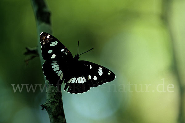 Blauschwarzer Eisvogel (Limenitis reducta)