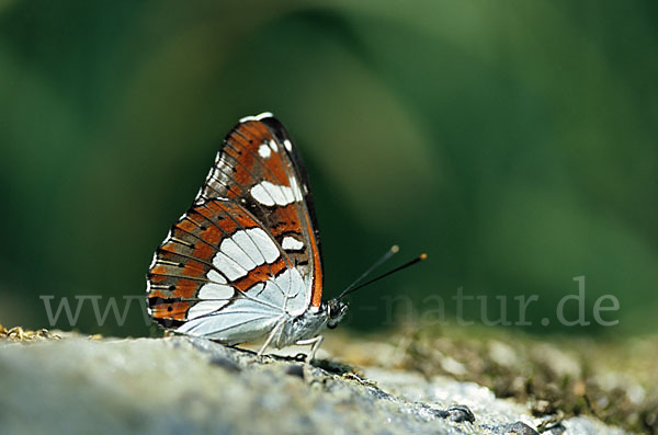 Blauschwarzer Eisvogel (Limenitis reducta)