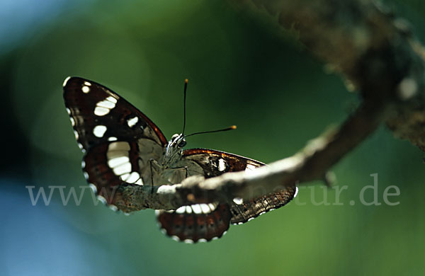 Blauschwarzer Eisvogel (Limenitis reducta)