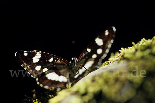 Blauschwarzer Eisvogel (Limenitis reducta)