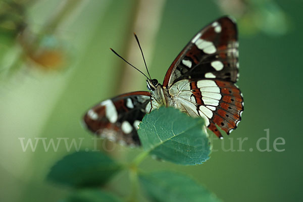 Blauschwarzer Eisvogel (Limenitis reducta)