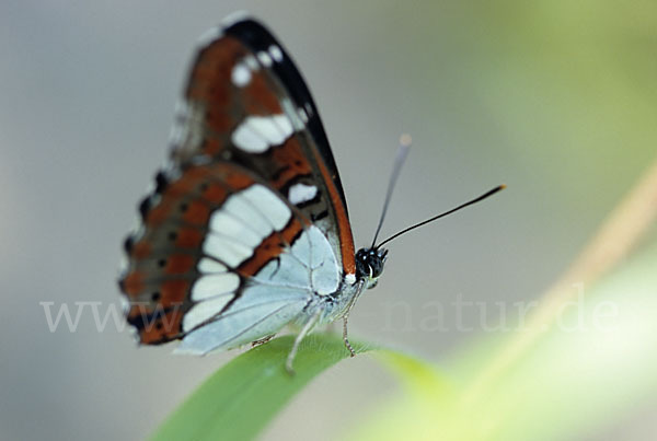 Blauschwarzer Eisvogel (Limenitis reducta)