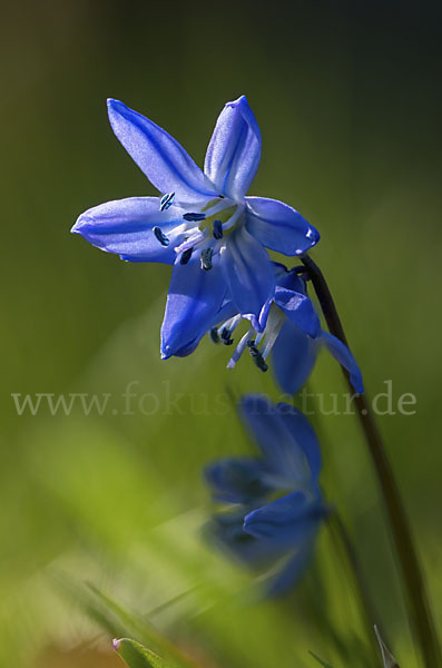 Blaustern (Scilla spec.)