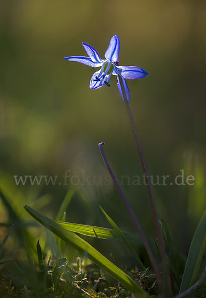 Blaustern (Scilla spec.)